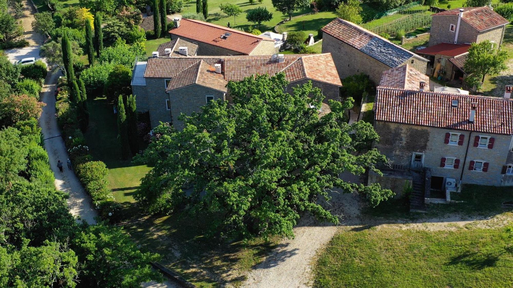 L'Abbraccio Della Quercia Apartment Momjan Luaran gambar
